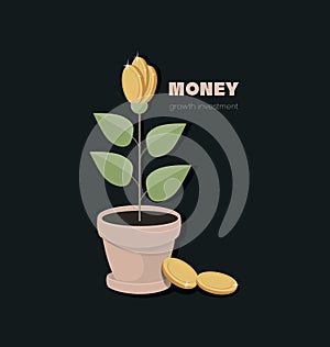 Coins flowers potted. Money bud flower.